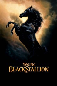 Young Black Stallion